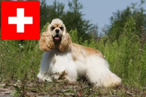 Přečtete si více ze článku Chovatelé amerických kokršpanělů a štěňat ve Švýcarsku