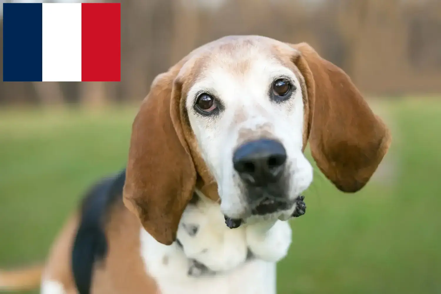 Štěňata a chovatelé anglických foxhoundů Francie Zde najdete chovatele anglických foxhoundů ve Francii.