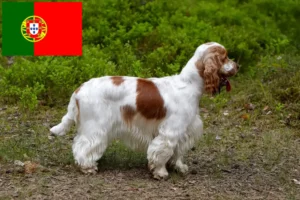 Přečtete si více ze článku Chovatelé anglických kokršpanělů a štěňat v Portugalsku