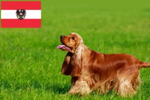 Přečtete si více ze článku Chovatelé anglických kokršpanělů a štěňat v Rakousku
