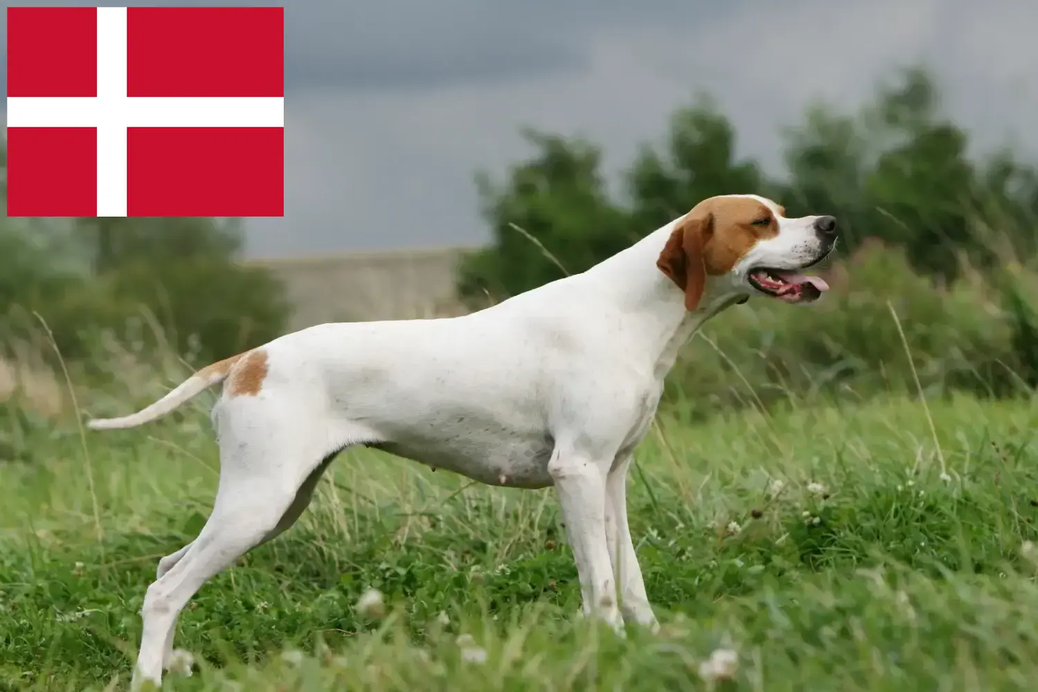 Štěňata a chovatelé anglických ohařů Dánsko Zde najdete chovatele anglických ohařů v Dánsku.