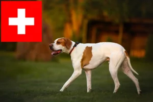 Přečtete si více ze článku Chovatelé anglických ohařů a štěňat ve Švýcarsku