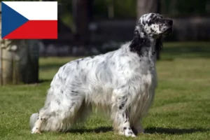 Přečtete si více ze článku Chovatelé anglických setrů a štěňat v České republice