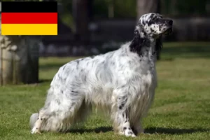 Přečtete si více ze článku Chovatelé anglických setrů a štěňat v Německu