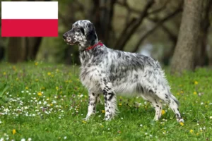 Přečtete si více ze článku Chovatelé anglických setrů a štěňat v Polsku