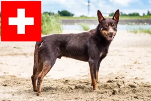 Přečtete si více ze článku Chovatelé australských kelpií a štěňat ve Švýcarsku