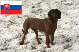 Přečtete si více ze článku Chovatelé bavorských salašnických psů a štěňat na Slovensku