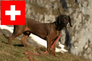 Přečtete si více ze článku Chovatelé bavorských salašnických psů a štěňata ve Švýcarsku