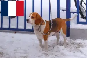 Přečtete si více ze článku Chovatelé a štěňata bígla harriera ve Francii