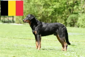 Přečtete si více ze článku Chovatelé beauceronů a štěňat v Belgii