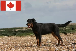 Přečtete si více ze článku Beauceron chovatelé a štěňata v Kanadě