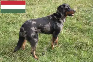 Přečtete si více ze článku Chovatelé beauceronů a štěňat v Maďarsku