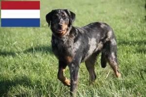 Přečtete si více ze článku Chovatelé beauceronů a štěňata v Nizozemsku