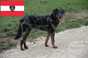 Přečtete si více ze článku Chovatelé beauceronů a štěňata v Rakousku