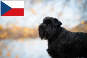 Přečtete si více ze článku Chovatelé belgických trpasličích grifonků a štěňat v České republice