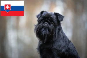 Přečtete si více ze článku Chovatelé belgických trpasličích grifonků a štěňat na Slovensku