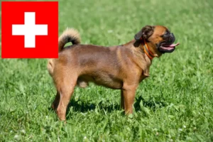 Přečtete si více ze článku Chovatelé belgických trpasličích grifonků a štěňat ve Švýcarsku
