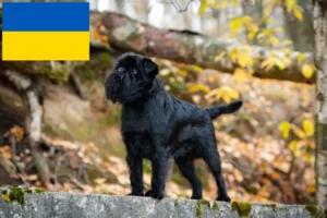 Přečtete si více ze článku Chovatelé belgických trpasličích grifonků a štěňat na Ukrajině