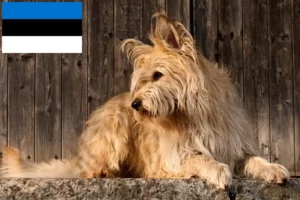 Přečtete si více ze článku Chovatelé a štěňata Berger de Picardie v Estonsku