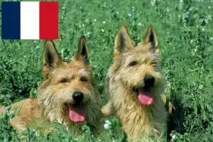 Přečtete si více ze článku Chovatelé a štěňata Berger de Picardie ve Francii