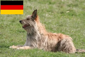 Přečtete si více ze článku Chovatelé a štěňata Berger de Picardie v Německu