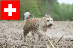 Přečtete si více ze článku Chovatelé a štěňata Berger de Picardie ve Švýcarsku