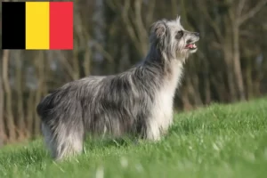 Přečtete si více ze článku Chovatelé a štěňata Berger des Pyrenees v Belgii