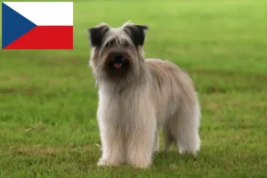 Přečtete si více ze článku Chovatelé a štěňata Berger des Pyrenees v České republice