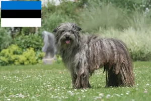 Přečtete si více ze článku Berger des Pyrenees chovatelé a štěňata v Estonsku