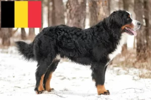 Přečtete si více ze článku Chovatelé bernských salašnických psů a štěňat v Belgii