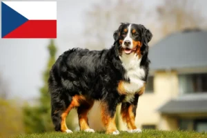 Přečtete si více ze článku Chovatelé bernských salašnických psů a štěňat v České republice