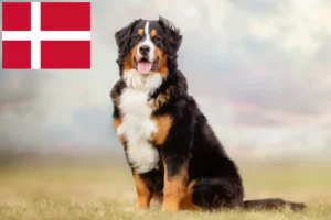 Přečtete si více ze článku Chovatelé bernských salašnických psů a štěňat v Dánsku