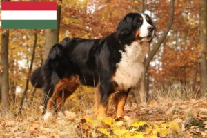 Přečtete si více ze článku Chovatelé bernských salašnických psů a štěňat v Maďarsku