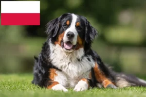 Přečtete si více ze článku Chovatelé bernských salašnických psů a štěňat v Polsku