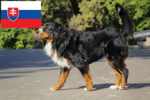 Přečtete si více ze článku Chovatelé bernských salašnických psů a štěňat na Slovensku