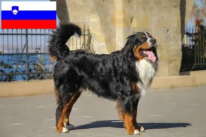 Přečtete si více ze článku Chovatelé bernských salašnických psů a štěňat ve Slovinsku