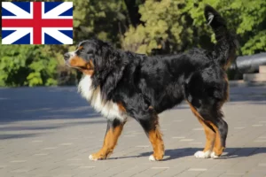 Přečtete si více ze článku Chovatelé bernských salašnických psů a štěňat ve Velké Británii