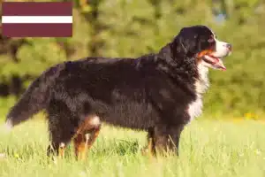 Přečtete si více ze článku Chovatelé bernských salašnických psů a štěňat v Lotyšsku