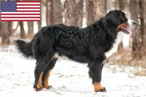 Přečtete si více ze článku Chovatelé bernských salašnických psů a štěňata v USA
