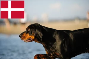 Přečtete si více ze článku Chovatelé mývalích psů a štěňat v Dánsku