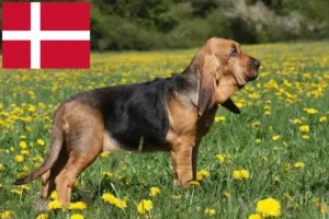 Přečtete si více ze článku Chovatelé a štěňata Bloodhoundů v Dánsku