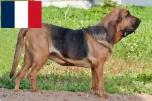Přečtete si více ze článku Chovatelé a štěňata Bloodhoundů ve Francii