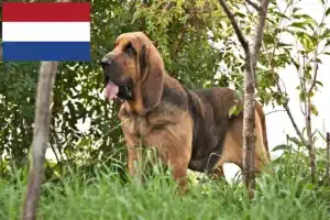 Přečtete si více ze článku Chovatelé bloodhoundů a štěňata v Nizozemsku