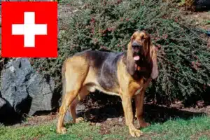 Přečtete si více ze článku Chovatelé a štěňata Bloodhoundů ve Švýcarsku