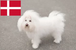 Přečtete si více ze článku Chovatelé boloňských psíků a štěňata v Dánsku
