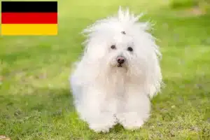 Přečtete si více ze článku Chovatelé boloňských psíků a štěňata v Německu