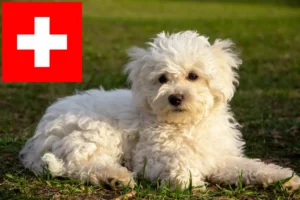 Přečtete si více ze článku Chovatelé boloňských psíků a štěňat ve Švýcarsku