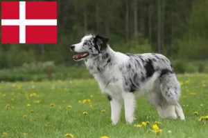 Přečtete si více ze článku Chovatelé border kolií a štěňat v Dánsku