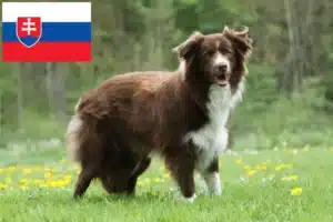 Přečtete si více ze článku Chovatelé border kolií a štěňat na Slovensku