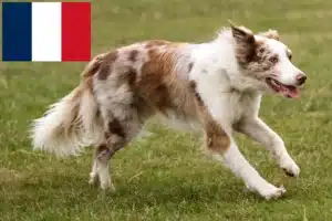 Přečtete si více ze článku Chovatelé border kolií a štěňat ve Francii